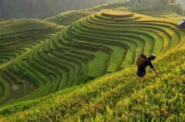 Ubud et ses rizières (Bali)